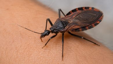 Autoridades encontraron pinacates y reiteran que no existe riesgo por enfermedad de Chagas en la ciudad