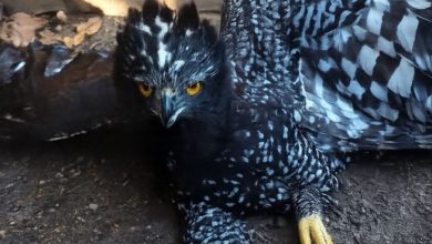 El histórico avistamiento confirma el buen estado de conservación de la Reserva de la Biosfera Sierra Gorda, donde habita esta especie catalogada en peligro de extinción.