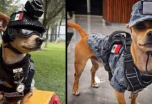 Comando, perro chihuahua de la Guardia Nacional, con uniforme de camuflaje, chaleco, goggles y casco negro