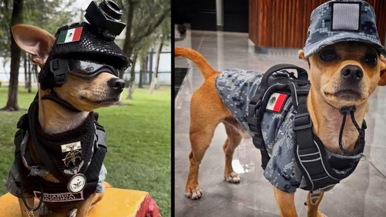 Comando, perro chihuahua de la Guardia Nacional, con uniforme de camuflaje, chaleco, goggles y casco negro
